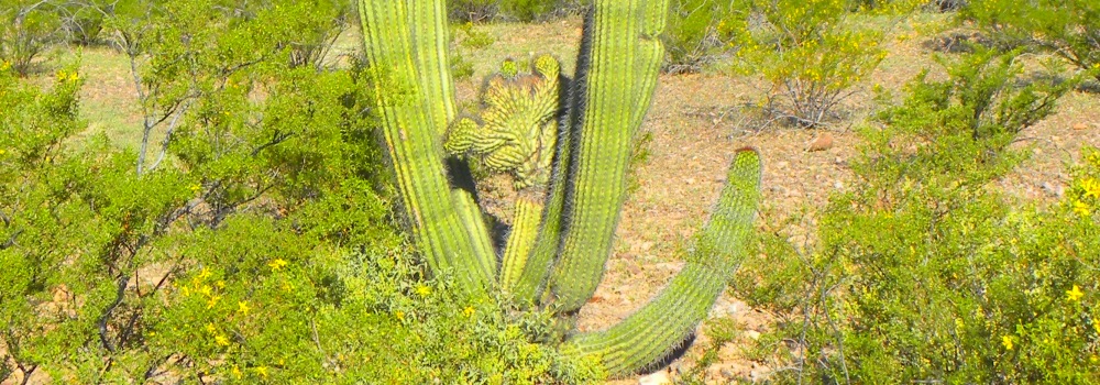 The Organ Pipe Cactus DesertCristate on Cactaus