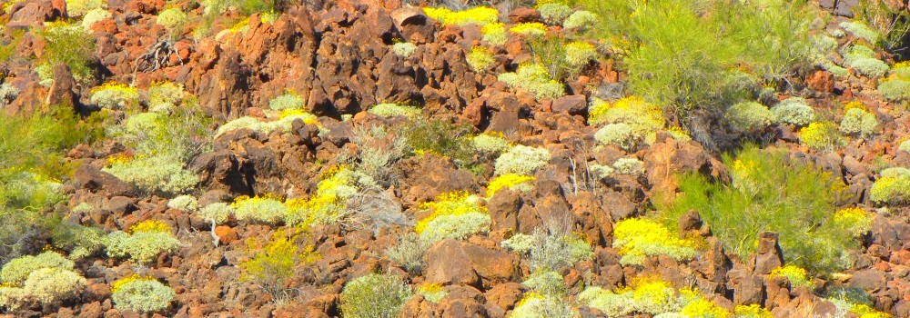 The Organ Pipe Cactus DesertCactus in Bloom