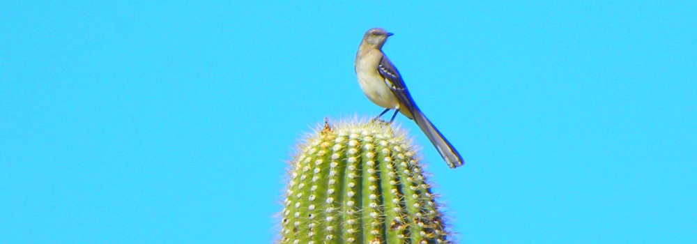 The Organ Pipe Cactus DesertMockingbird