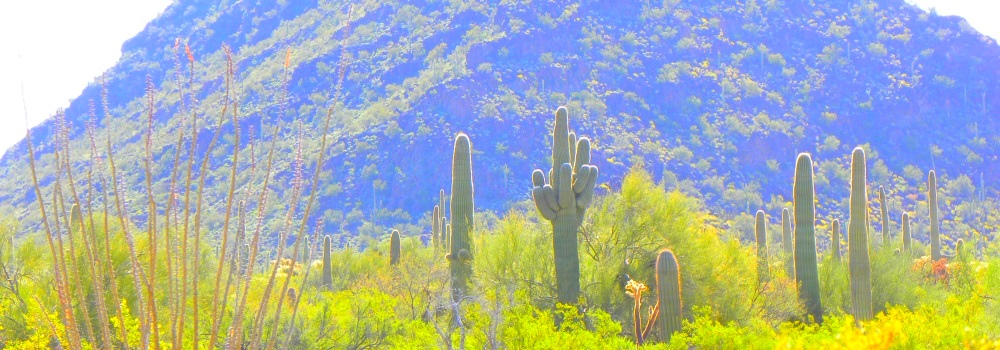 The Organ Pipe Cactus DesertCactus in Bloom