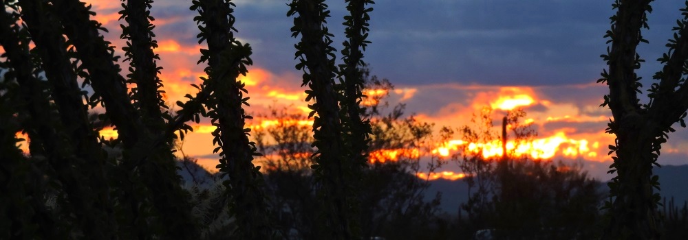 The Organ Pipe Cactus DesertMorning Sunglow