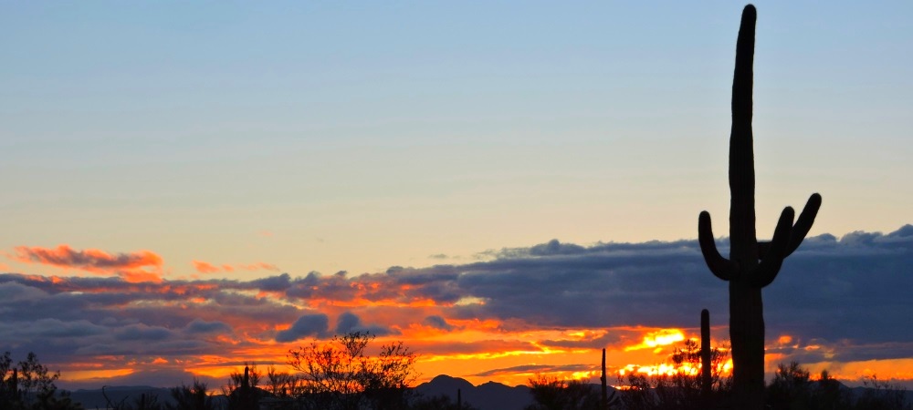 The Organ Pipe Cactus DesertMorning Sunglow