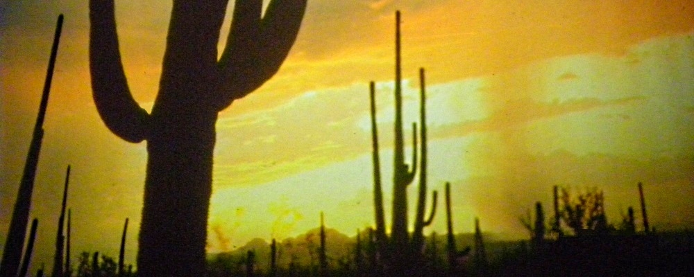 The Saguaro DesertSilhouettes