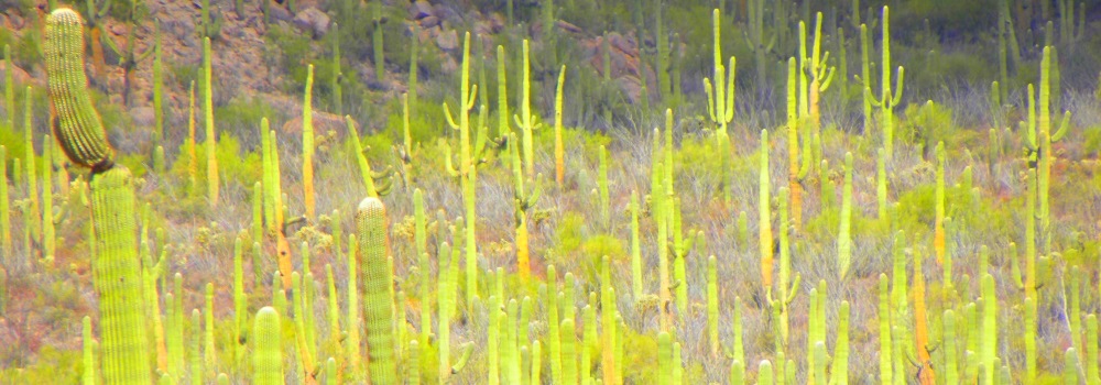 The Saguaro DesertSaguaro Cactus