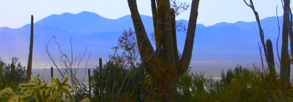 The Saguaro DesertSilhouettes