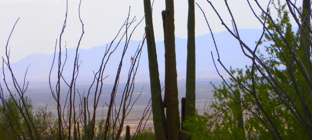 The Saguaro DesertSilhouettes