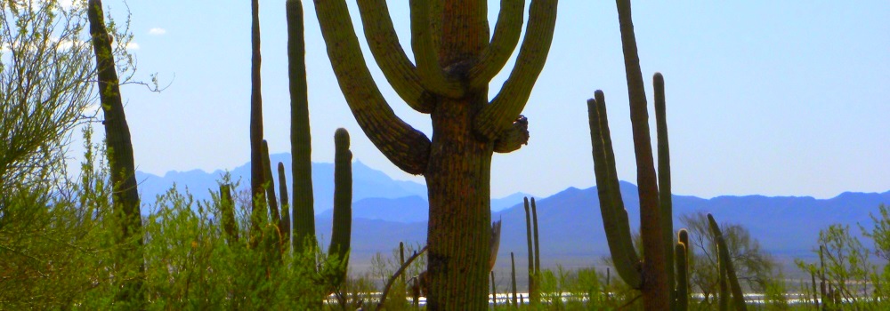 The Saguaro DesertSilhouettes