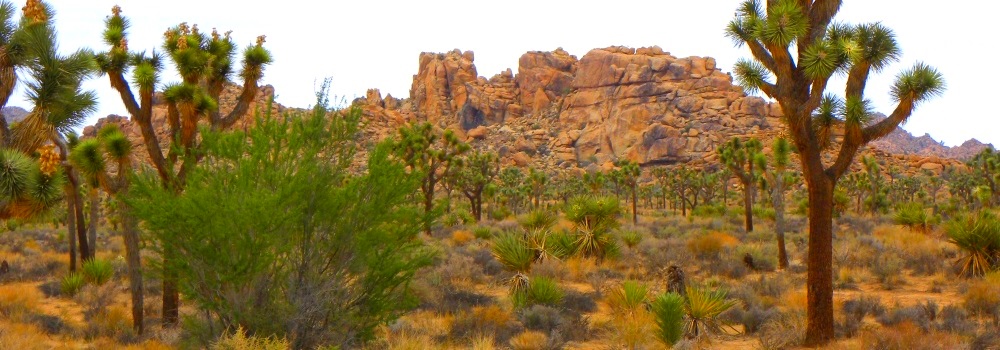The Joshua Tree DesertJoshua Tree Amidst Rocks