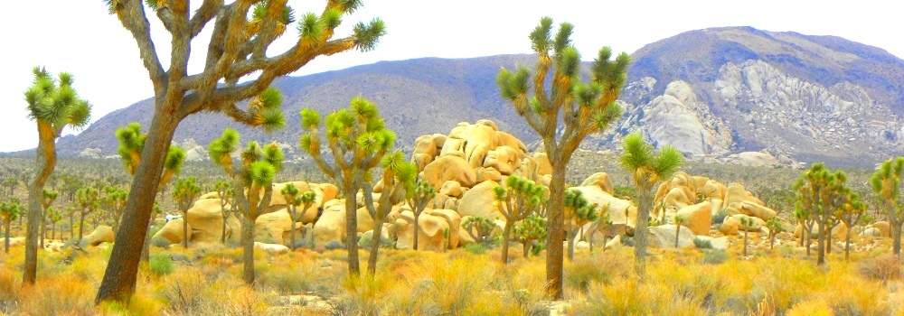 The Joshua Tree DesertJoshua Tree Forest
