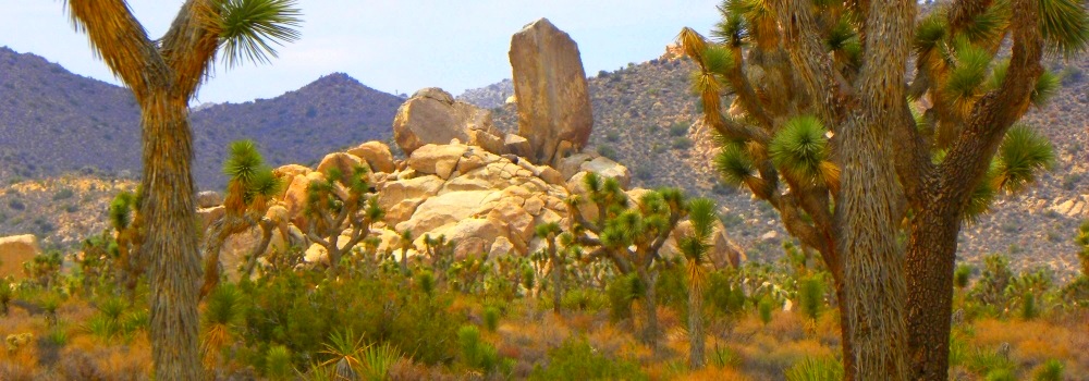 The Joshua Tree DesertJoshua Tree Forest