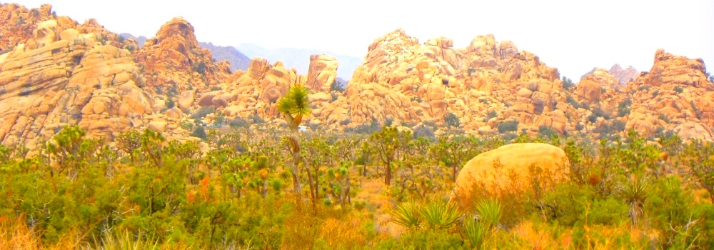 The Joshua Tree DesertJoshua Tree Forest