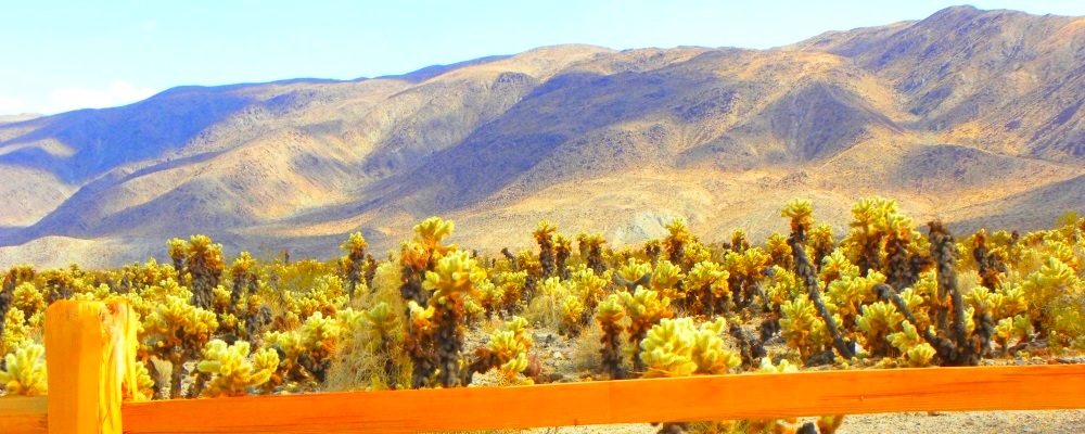 The Joshua Tree DesertJoshua Tree Forest
