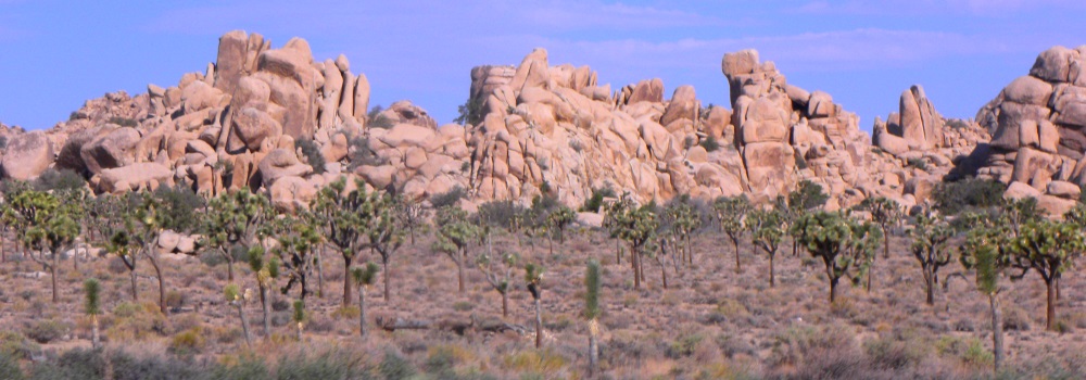 The Joshua Tree DesertJoshua Trees and Boulders