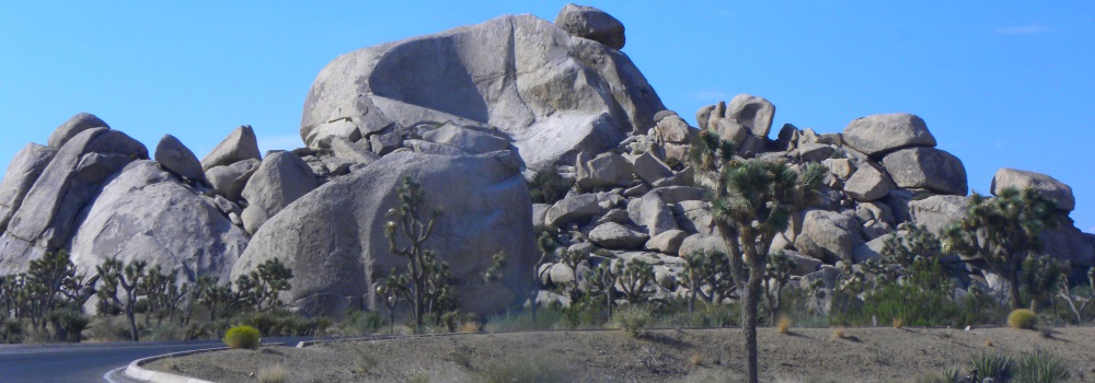 The Joshua Tree DesertJoshua Trees and Boulders