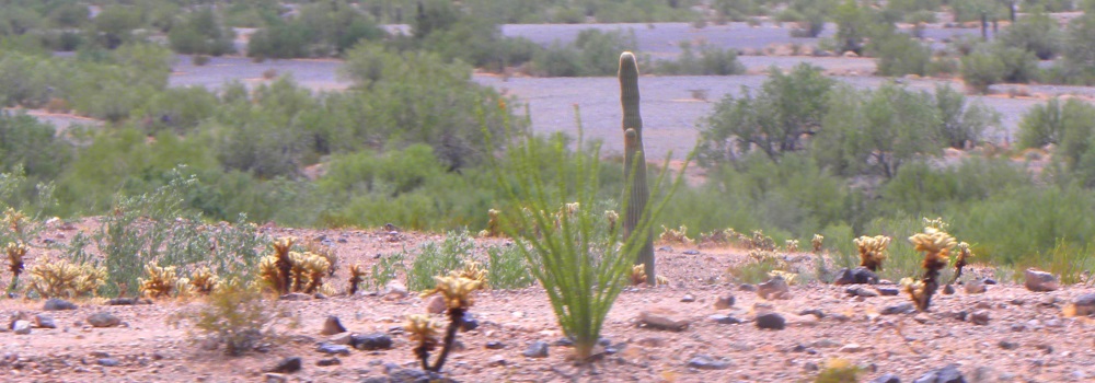 The Joshua Tree DesertCactus Blooms