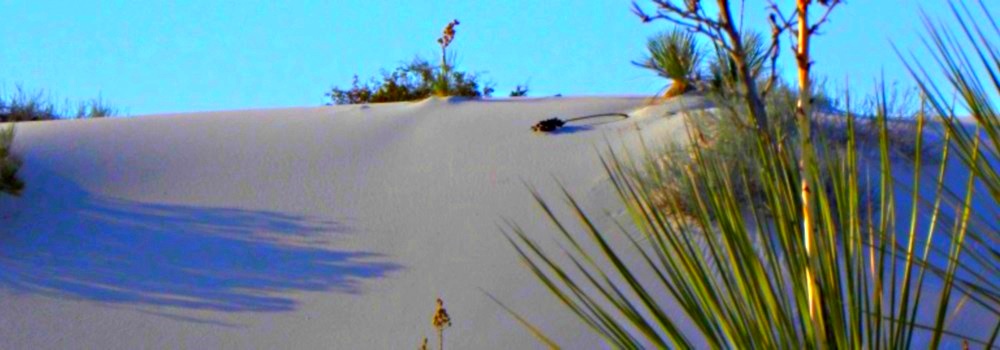 The White Sands DesertPlants in Deep Sand