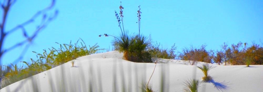 The White Sands DesertPlants in Deep Sand