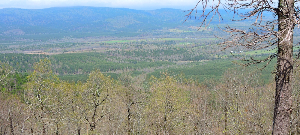 2022 ForestImage