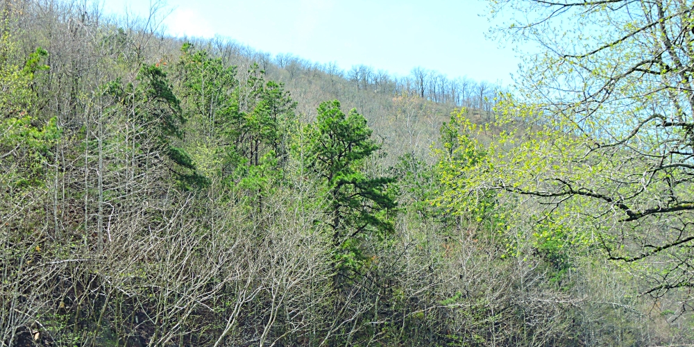2022 ForestImage