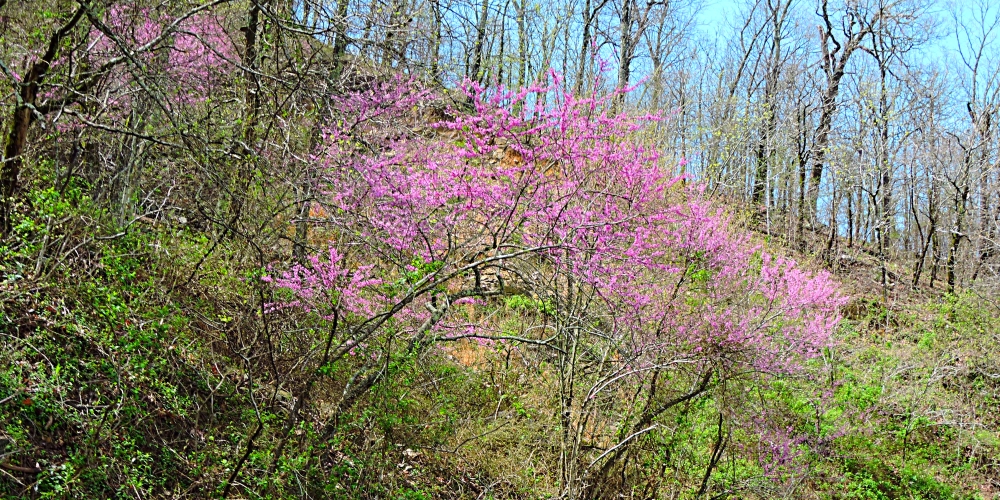 2022 ForestImage