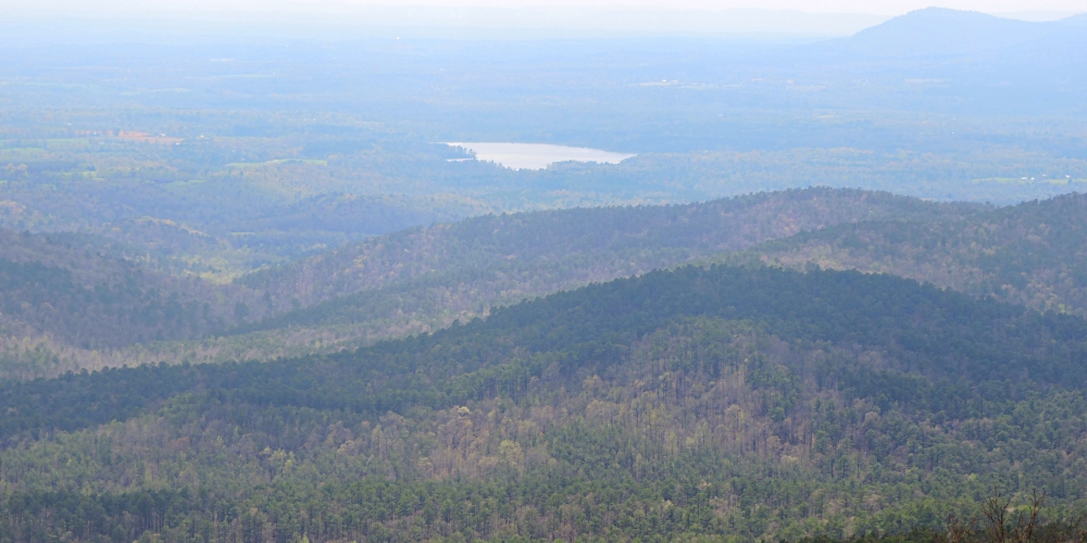 2022 ForestImage