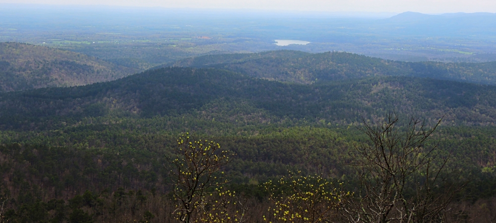 2022 ForestImage