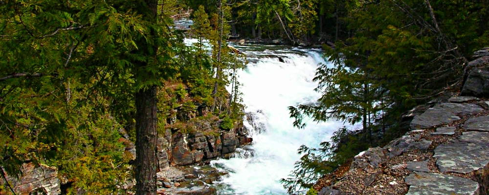 Glacier ForestMcDonald Creek