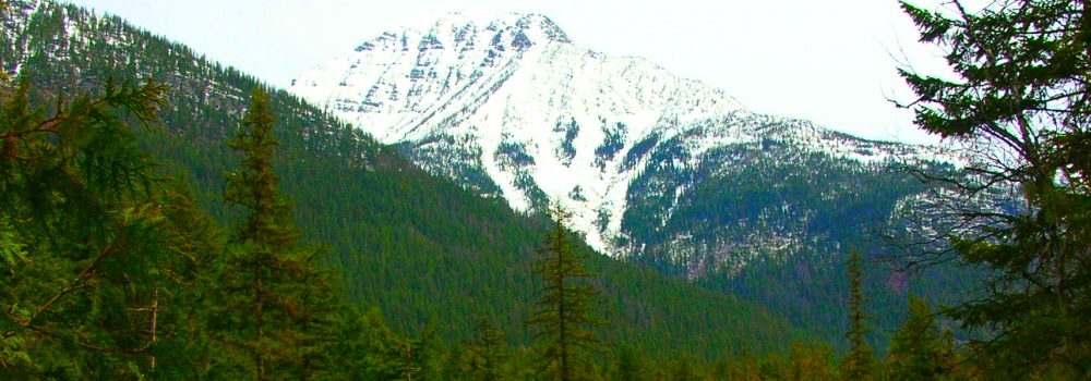 Glacier ForestMcDonald Creek