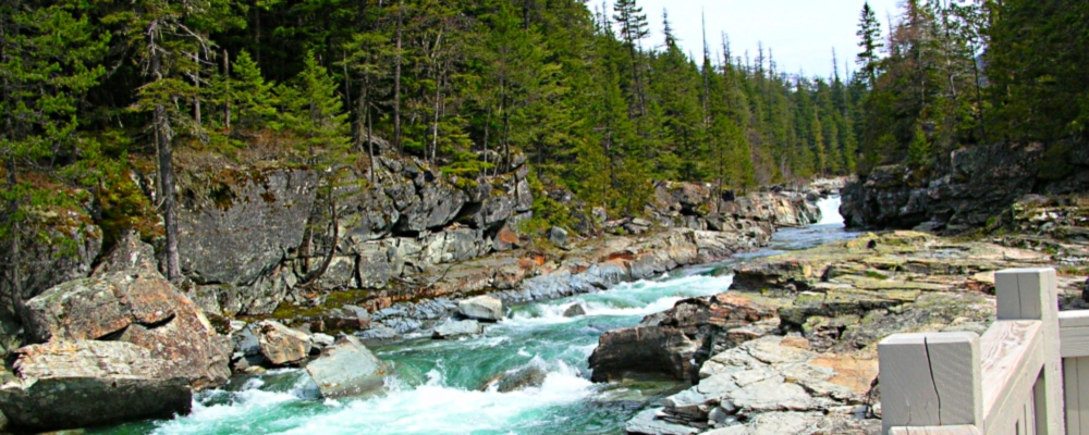 Glacier ForestMcDonald Creek