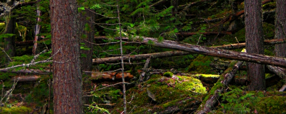 The Earth&prime;s ForestGlacier Forest