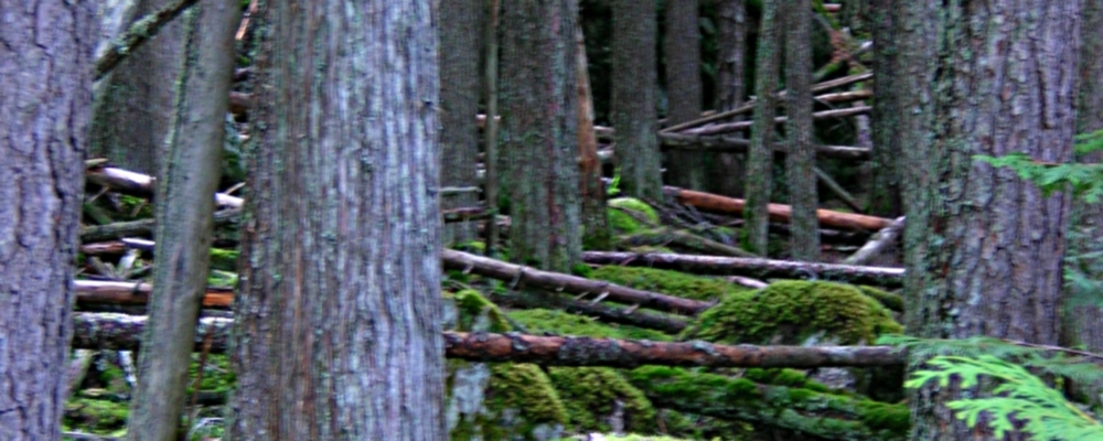 The Earth&prime;s ForestGlacier Forest