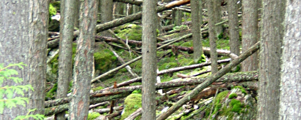 The Earth&prime;s ForestGlacier Forest