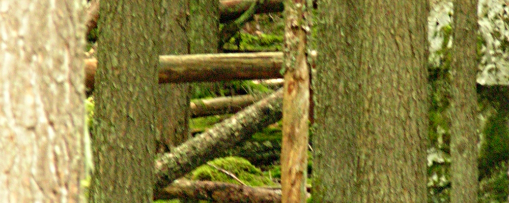The Earth&prime;s ForestGlacier Forest