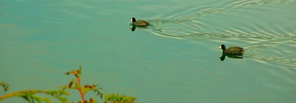 Glacier ForestThe Animals