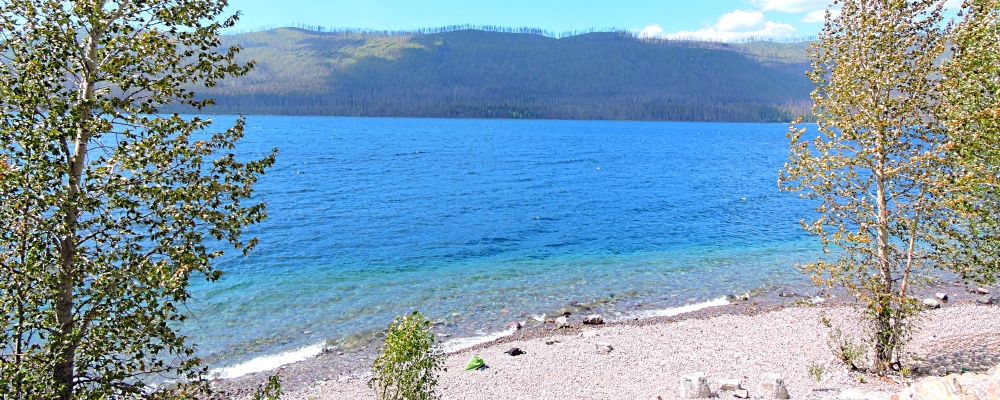 The Glacier Forest2020 Journey