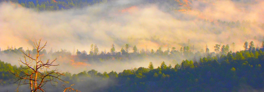 The Gila ForestMountain View