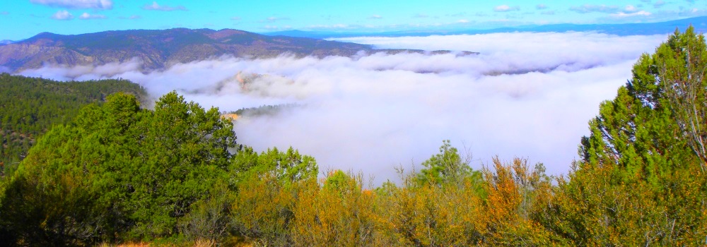 The Gila ForestMountain View