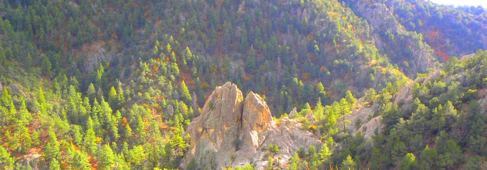 The Gila ForestAfternoon View