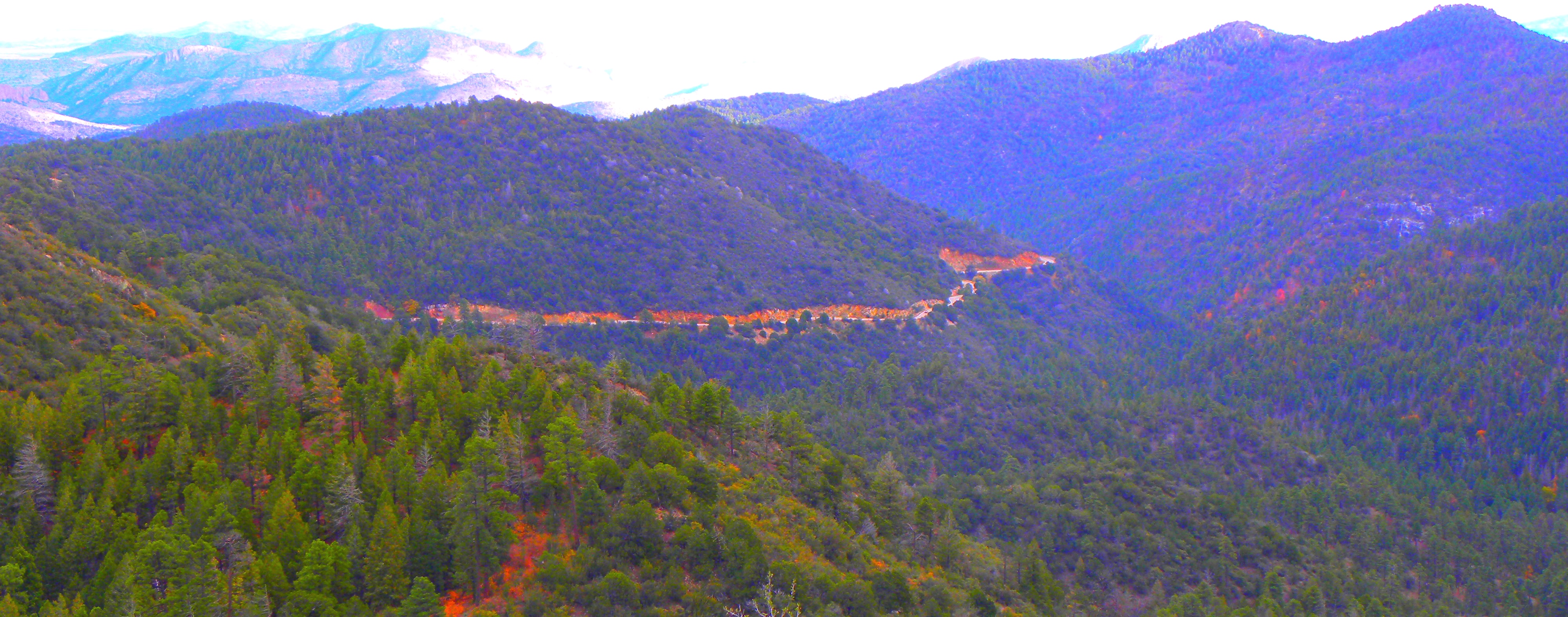 The Gila ForestAfternoon View