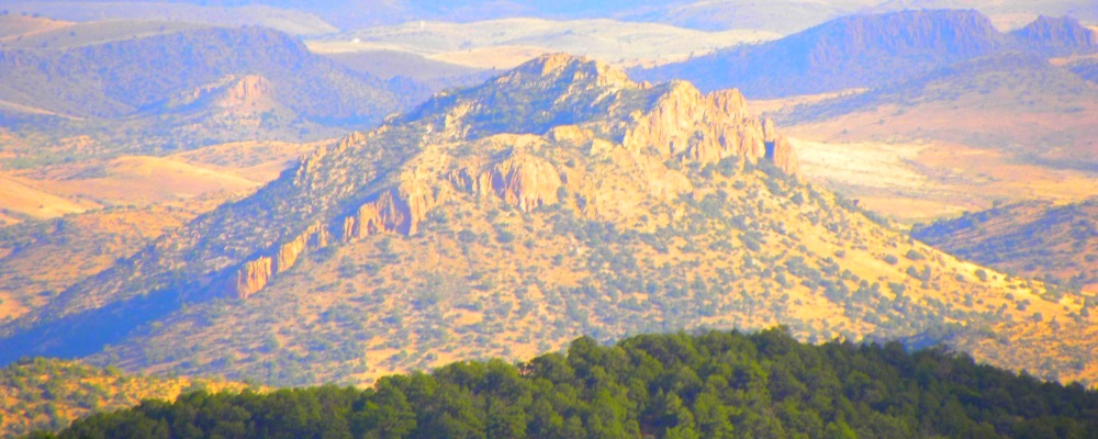 The Gila ForestAfternoon View