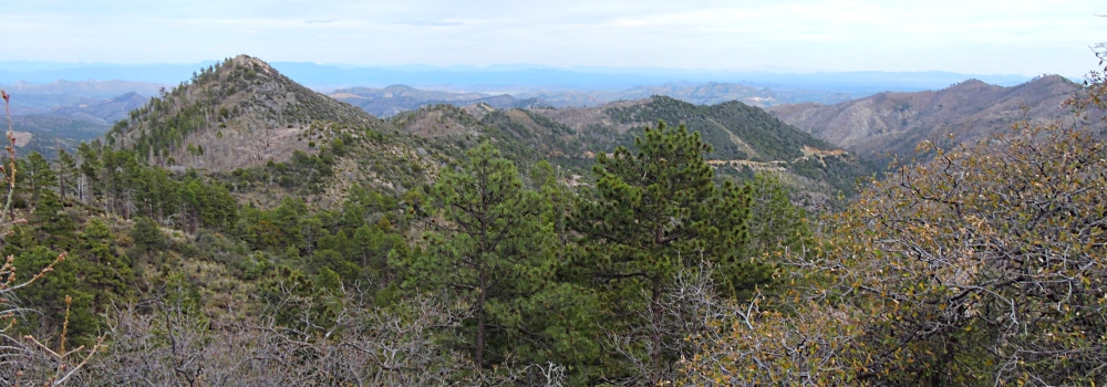 The Earth&prime;s ForestsThe Gila Forest