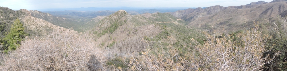 The Earth&prime;s ForestsThe Gila Forest