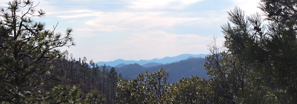 The Earth&prime;s ForestsThe Gila Forest