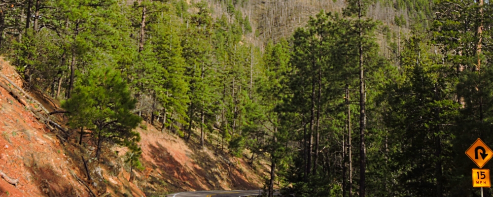 The Earth&prime;s ForestsThe Gila Forest