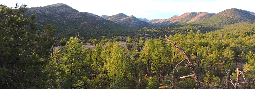 The Earth&prime;s ForestsThe Gila Forest