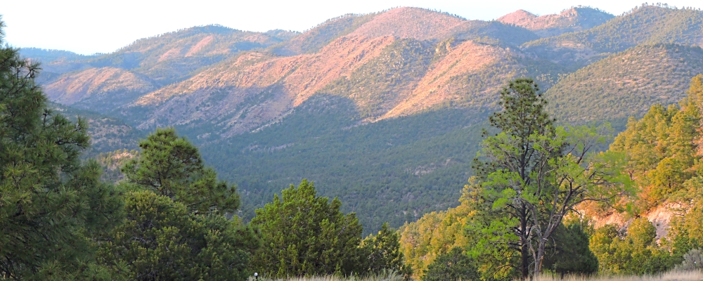 The Earth&prime;s ForestsThe Gila Forest