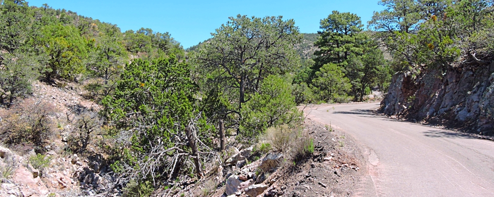 The Earth&prime;s ForestsThe Gila Forest