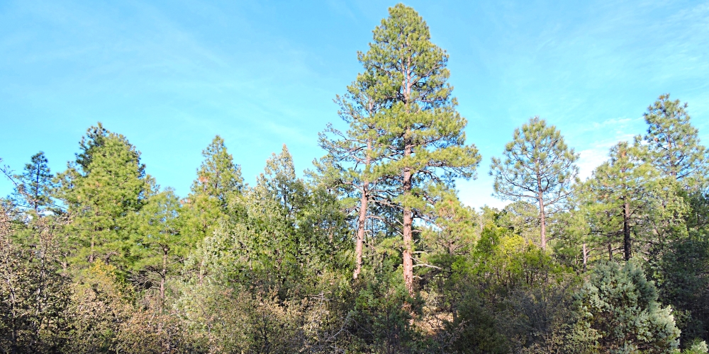 The Earth&prime;s ForestsThe Gila Forest