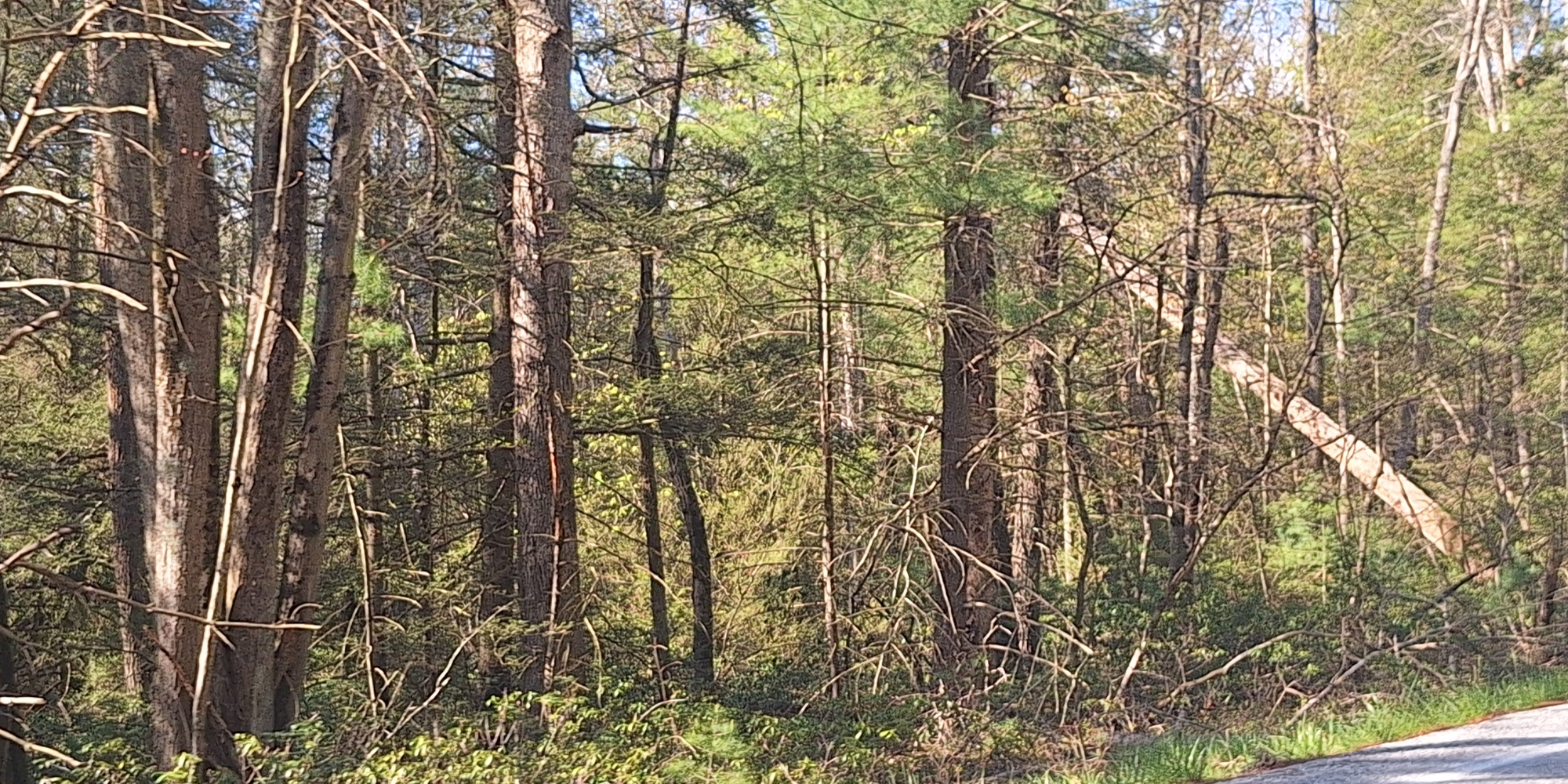 The Geographical Regions MapsPennsylvania: Michaux State Forest
