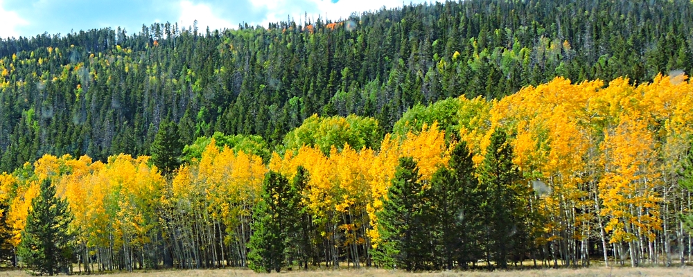 Ashley National ForestQuaking Aspen